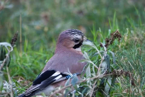 A closeup of a Eurasian jay or garrulus glandarius bird searching the grass.. Stock Photos
