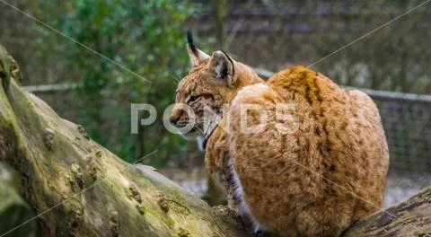 Closeup of a eurasian lynx sitting on a tree branch, Wild cat from Eurasia Stock Photos