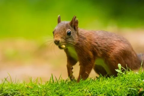 Closeup of a Eurasian red squirrel, Sciurus vulgaris, eating nuts in a forest Stock Photos