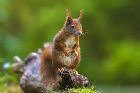 Closeup of a Eurasian red squirrel, Sciurus vulgaris, eating nuts in a forest Stock Photos