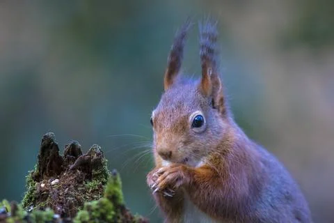 Closeup of a Eurasian red squirrel, Sciurus vulgaris, eating nuts in a forest Stock Photos