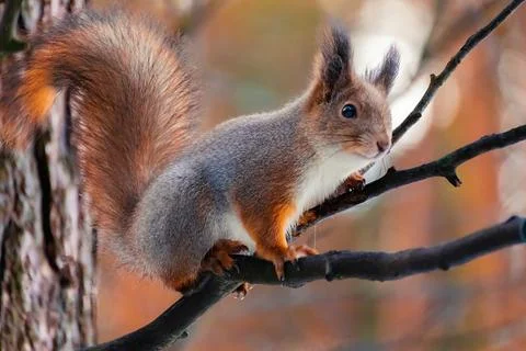 Closeup eurasian red squirrel (Sciurus vulgaris) sits on a tree branch Foto stock