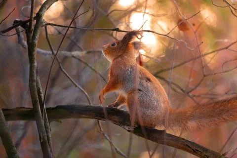 Closeup eurasian red squirrel (Sciurus vulgaris). Beautiful autumn colors Foto stock