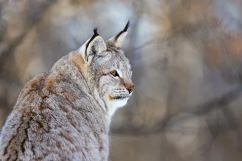 Closeup of Eurasian wild cat looking away Stock Photos