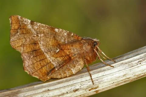 Closeup on the European early thorn geometer moth , Selenia dentaria Stock Photos