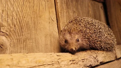 Closeup European hedgehog next to a rustic door at the beginning of the morning Stock Footage 155529795