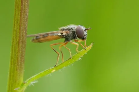 Closeup on a European Variable duskyface fly, Melanostoma mellinum, sitting in Fotos de archivo