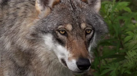Closeup of a european wolf Stock Footage 52586925