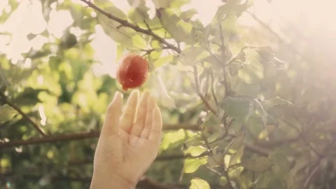 A closeup of Eve picking the fruit of the tree of the knowledge of good and evil Stock Footage 146573765