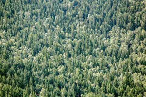 Closeup of evergreen forest background. Foto stock