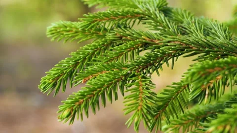 Closeup of evergreen spruce tree branches in nature Vidéo 285097539