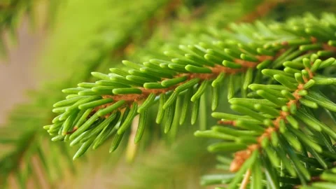 Closeup of evergreen spruce tree branches in nature Vidéo 286263739