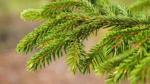 Closeup of evergreen spruce tree branches in nature Stock-Footage 286373570