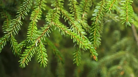 Closeup of evergreen spruce tree branches in nature Stock-Footage 286749379
