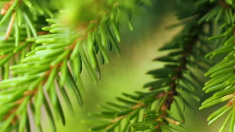 Closeup of evergreen spruce tree branches in nature Stock-Footage 286890486