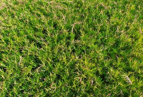 Closeup evergreen tree Foto stock