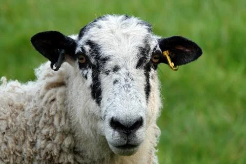 A closeup of a ewe staring st the camera Stock Photos