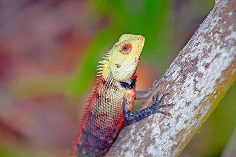 Closeup of exotic lizard climbing a tree with vivid colors and blurred back.. Stock-Fotos