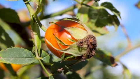 Closeup exploration of a dog rose fruit showcasing vibrant orange color and Stock-Footage 288040038
