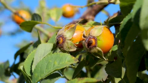Closeup exploration of a dog rose fruit showcasing vibrant orange color and Vidéo 288142709