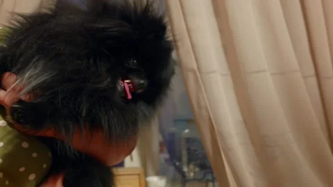 Closeup of expressive tiny pomeranian held gently in cozy home environment 스톡 동영상 331977983
