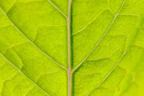 Closeup extreme macro texture view of green wood sheet tree leaf. Inspiration Stock Photos