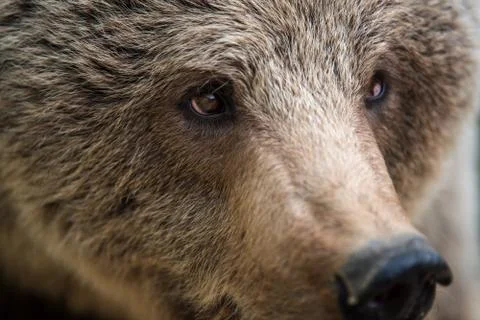 Closeup of the eye of a bear Foto stock