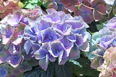 Closeup of eye-catching Hydrangeas blooming in the warm sunlight Stock Photos