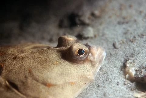 Closeup of the eye of a torbay Stock Photos