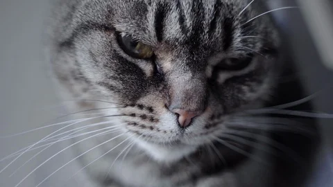 Closeup eye's cat Video stock 122340192