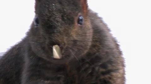 Closeup face of amusing squirrel looking at camera with sunflower seed Stock Footage 332439548