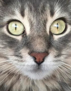 Closeup face of a cat Stock Photos