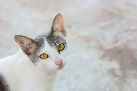 Closeup face of the cat. Stock Photos