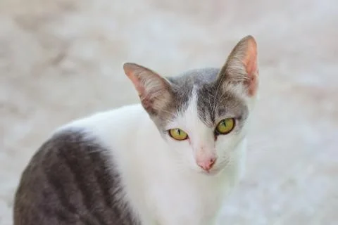Closeup face of the cat. Stock Photos