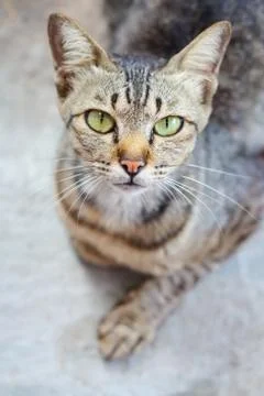 Closeup face of the cat. Foto stock
