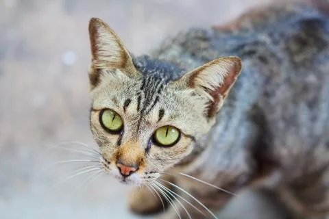 Closeup face of the cat. Stock Photos