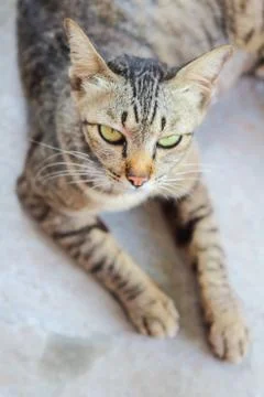 Closeup face of the cat. Stock Photos