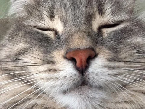 Closeup face of a cat Stock Photos