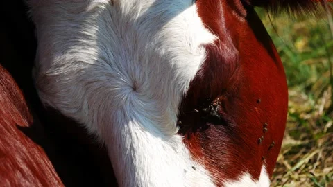 Closeup on the face of a cow being harassed by flies Video stock 152733770