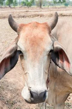 Closeup face cow Stock Photos