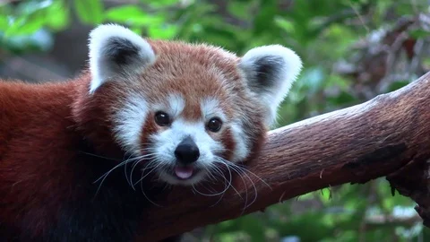 Closeup of Face of Cute Red Panda Lazy Laying on Branch in Forest Stock Footage