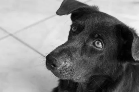 Closeup face of dog looking for something, black and white color tone Stock Photos