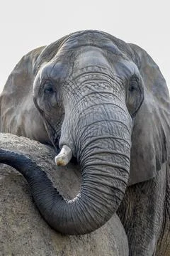Closeup of face of an elephant Stock Photos