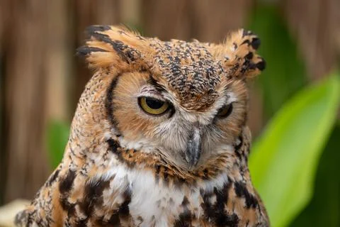 Closeup face of EURASIAN EAGLE OWL and focus on the right eye. Stock Photos