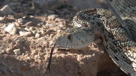 Closeup of Face Eyes Sonoran Gopher Snake Tongue Flicking in Mexico Stock Footage 332681283