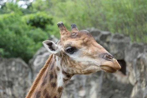 Closeup face of giraffe. Foto stock