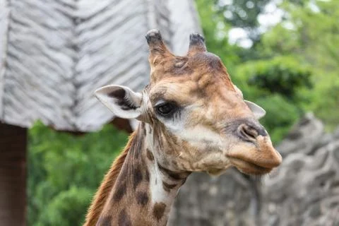 Closeup face of giraffe. Stock Photos