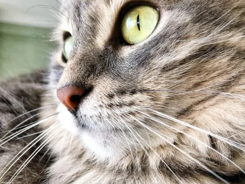 Closeup face of a gray cat Stock Photos