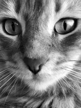 Closeup face of a gray cat Foto stock
