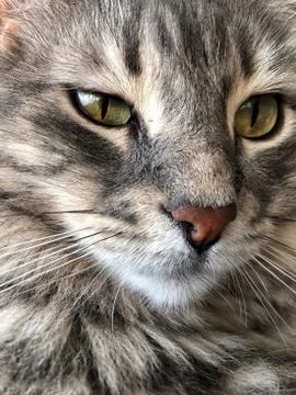 Closeup face of a gray cat Stock-Fotos